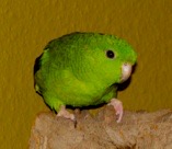 Kathi